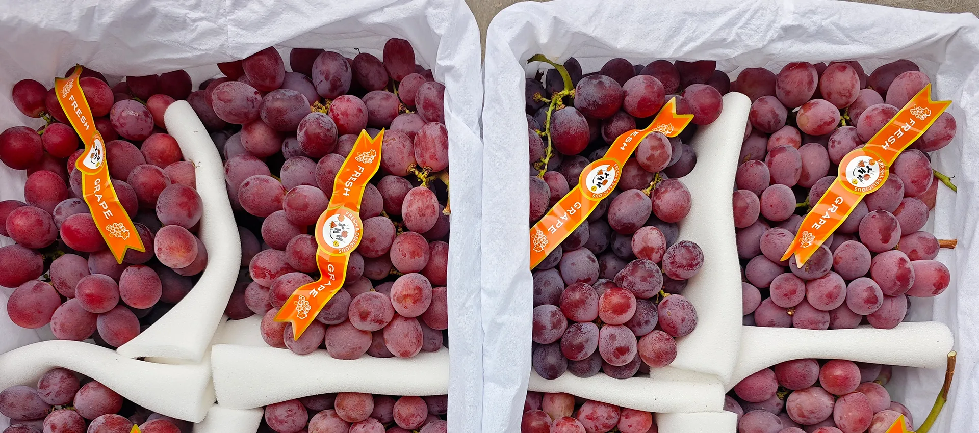Supplier Premium Premium Grapes Fresh