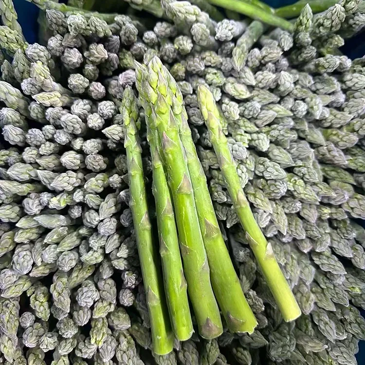 Asparagusê Kesk a Frozen Hilbijartî ji bo Karûbarên Xwarinê û Dabînkirina Hêza Berdewam