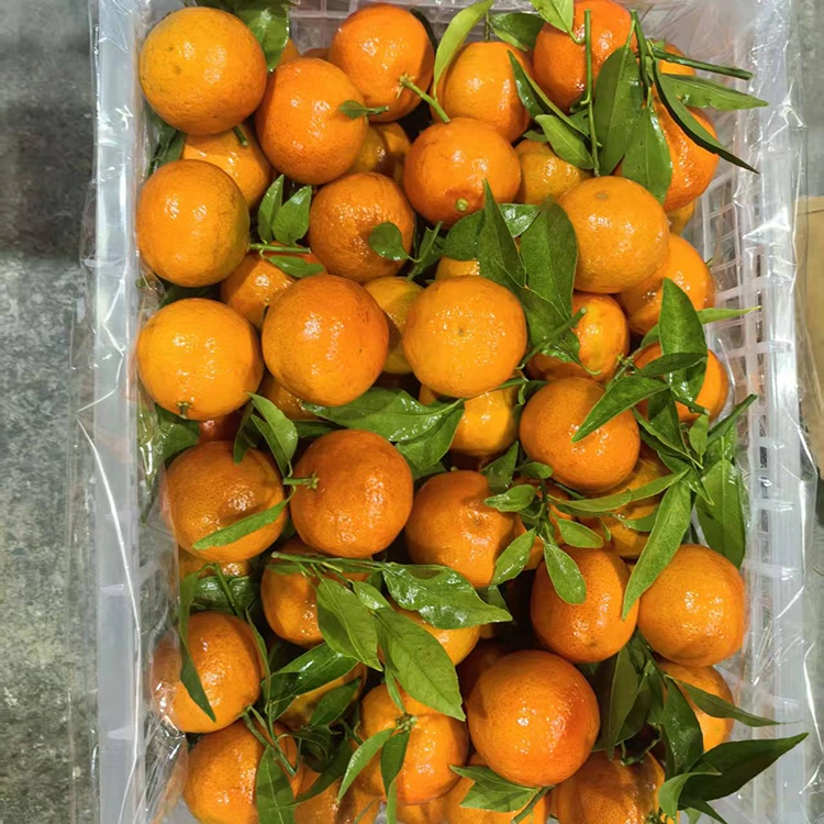 Taze Mashui Mandarin