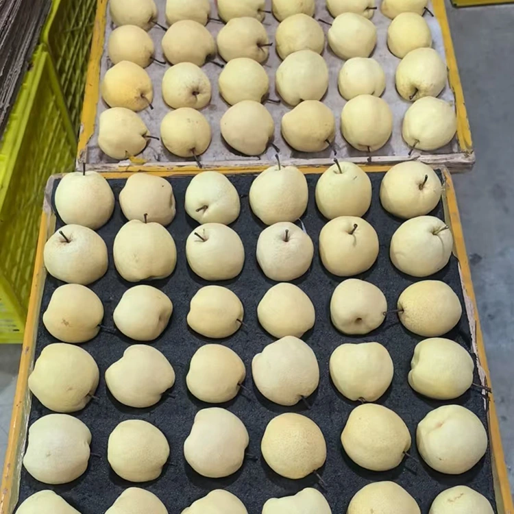 Gong Pearên Teze Hilbijartin