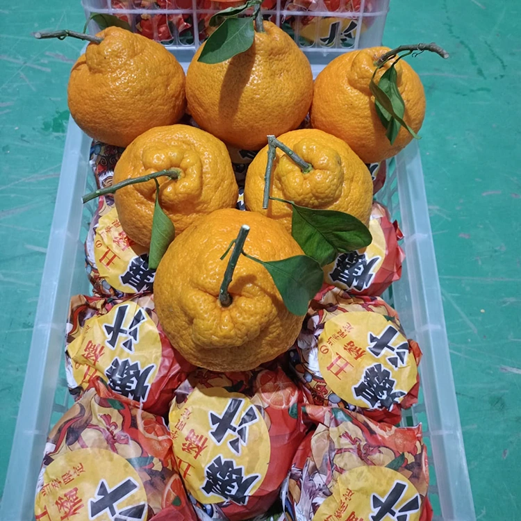 Taze Shiranui Mandarin