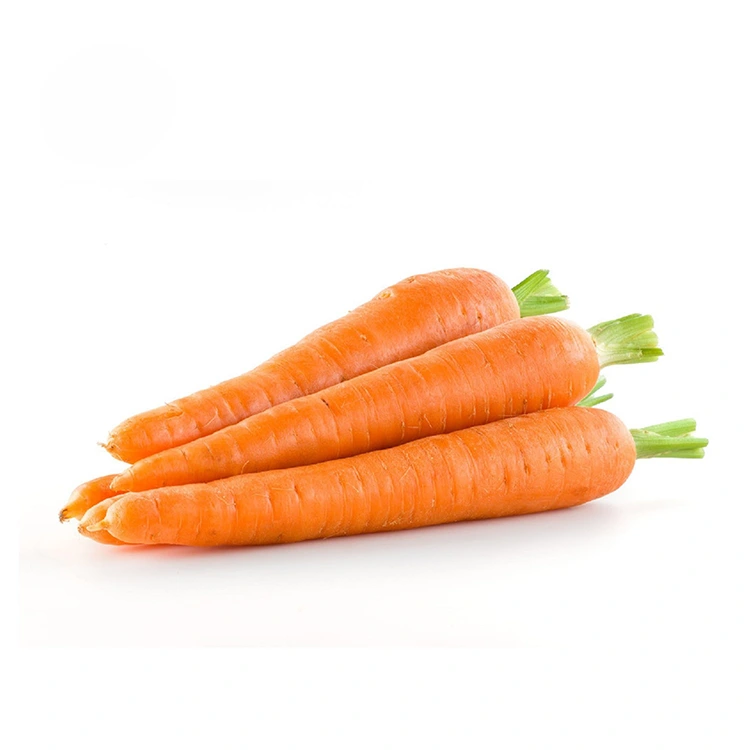 Carrots Fresh Hilbijartin Hand