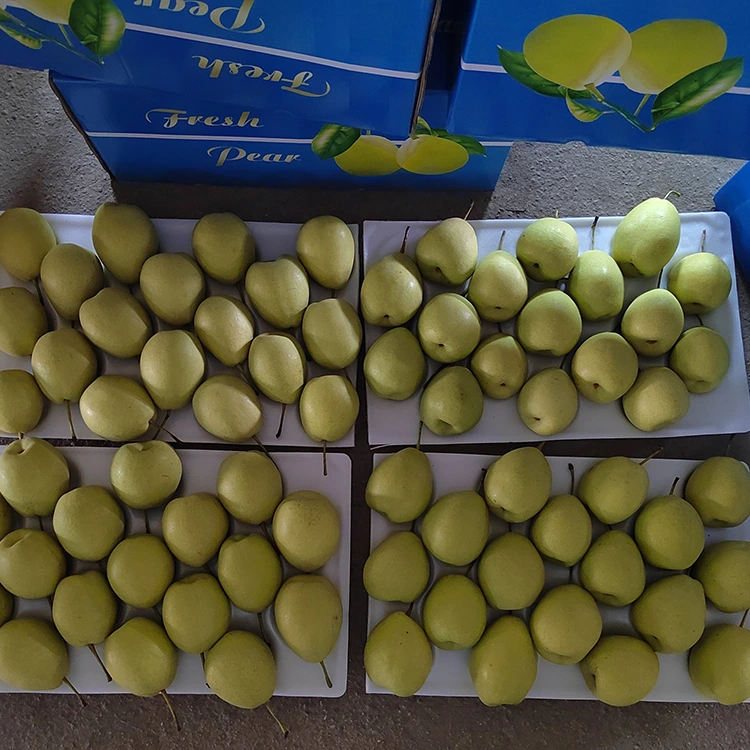 Bi xwezayî Sweet Shandong Pears