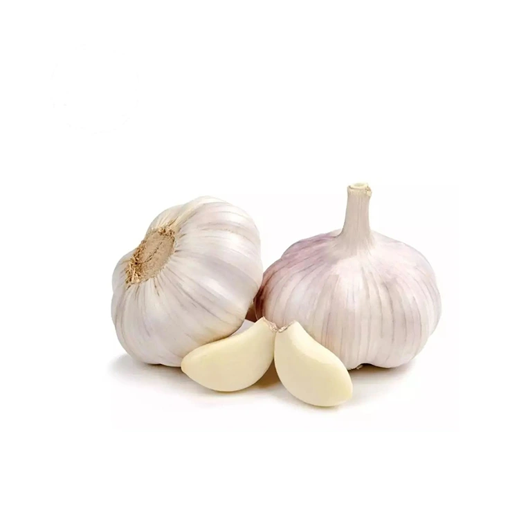 Sêra Spî ya Asayî ya Premium û Plump