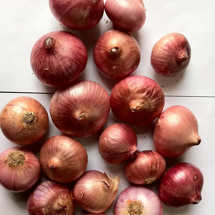 Pîvazên Sor ên Premium Fresh