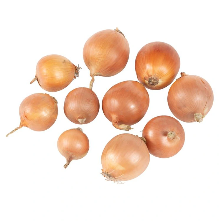 Pîvazên zer ên Premium Fresh