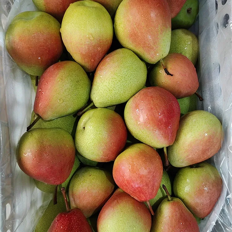 Premium Hand-Picked Eye-Nagir Glossy-Sor Tîrmeh Sor Pear