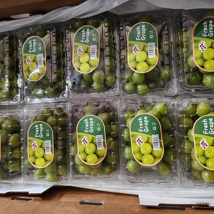 Hilbijartina Fresh Shine Muscat Grapes