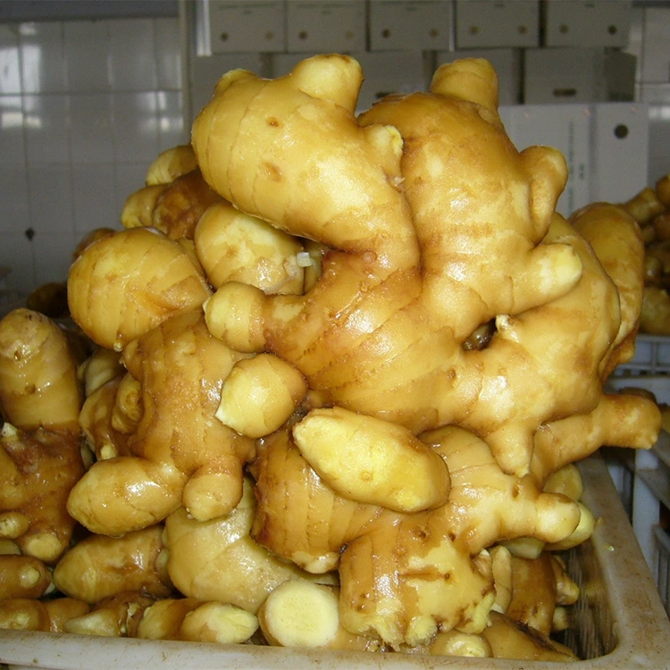 Gingera Aromatîk a Teze ya Tîj